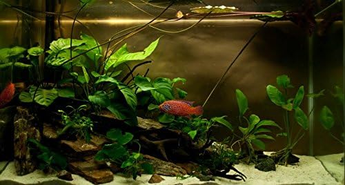 Anubias Barteri VAR Nana Potted Live Aquarium Plants Decoration for Freshwater Fish Tank by greenpro