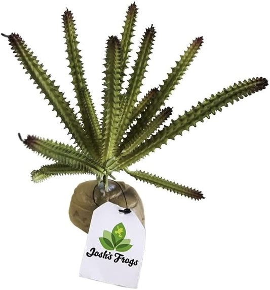 Josh's Frogs Arid Artificial Plants for Reptiles (Euphorbia)