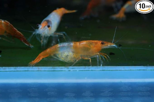 Live Freshwater Aquarium Shrimp - Neocaridina (Orange Rili, 10 Pack)