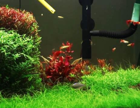 Dwarf Hairgrass Live Aquarium Plants Tissue Culture Cup Freshwater Fish Tank Decorations