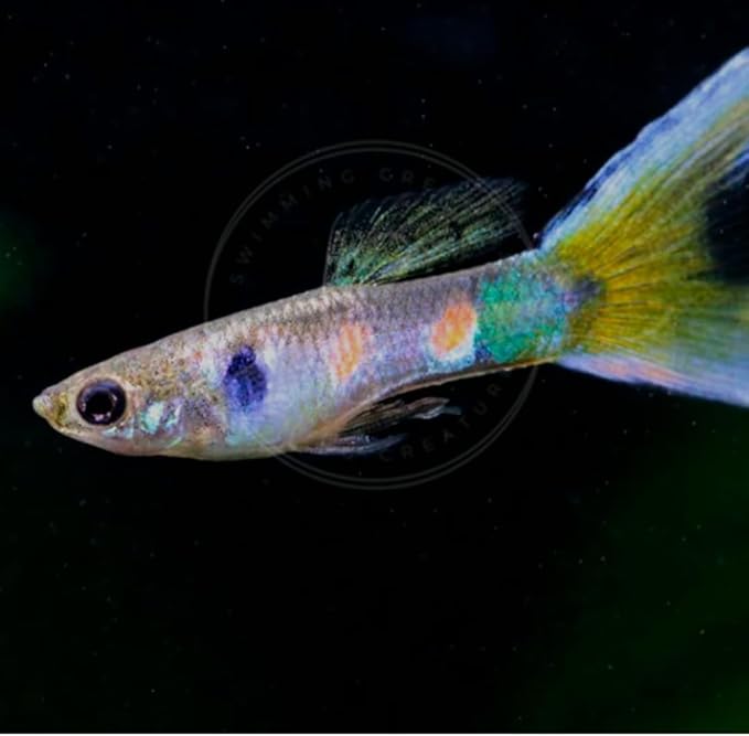 Swimming Creatures™ 5 Lyretail Male Guppies (Poecilia reticulata) Live Freshwater Aquarium Fish (Size Approx. 1")