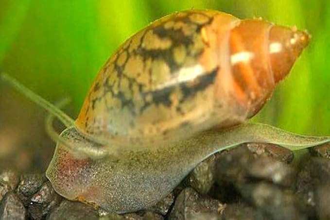 50 Sm/Med Bladder Snails-Great Feeder Snails for Your Freshwater Life or Cleaners for Your Tank-Please See Our Shipping/Return Policy