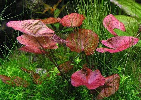 3X Tiger Lotus Bulbs Nymphaea Tiger Lotus Easy Live Aquarium Plants for Aquatic Freshwater Fish Tank