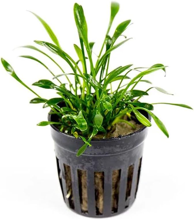 SubstrateSource Cryptocoryne Live Aquarium Plants - Freshwater Plant for Aquariums, Planted Fish Tanks - Beginner Friendly (Parva, 1 Pot (3-5 Plants))