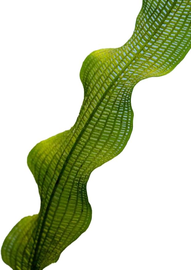 Madagascar Lace Plant Aponogeton madagascariensis, Live Aquarium Plant, Freshwater Aquatic Bulbs, Easy to Grow, Ideal for Planted Aquariums & Aquascapes Awesome Aquatic