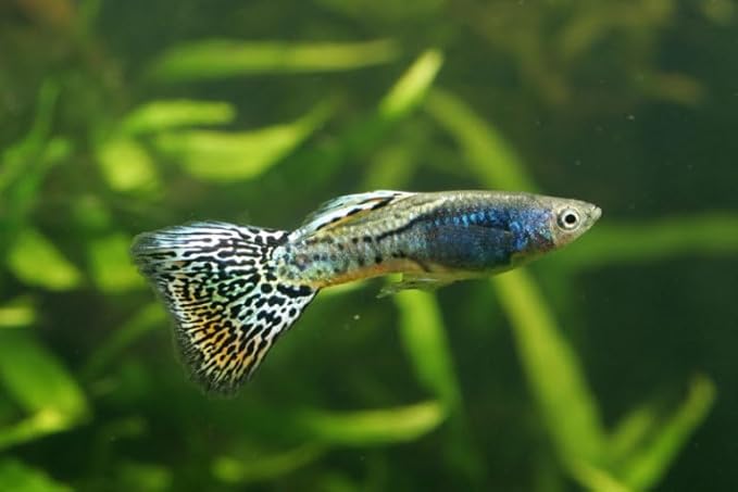 Swimming Creatures™ Tropical Live Guppy Freshwater Aquarium Fish (5 Assorted Cobra Guppy)