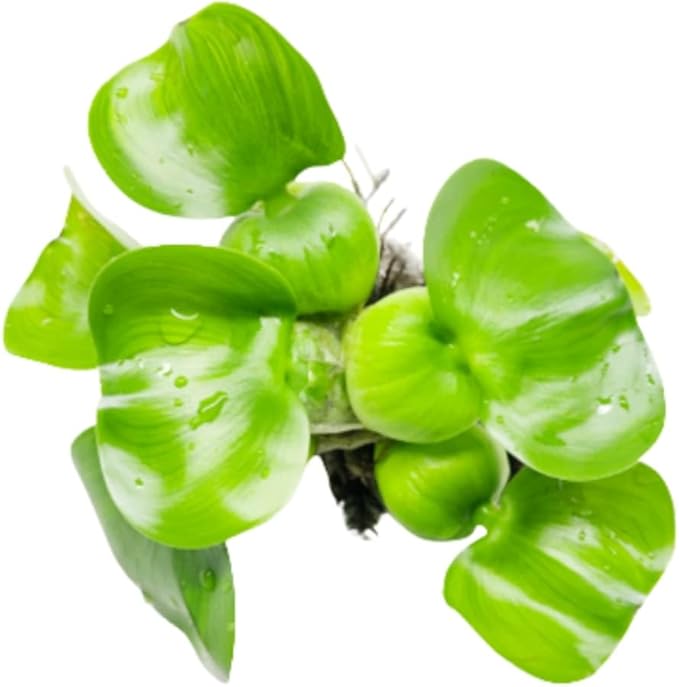 Mainam Water Hyacinth Eichhornia Crassipes Tropical Freshwater Live Aquarium Plant Decorations (1 Pack)