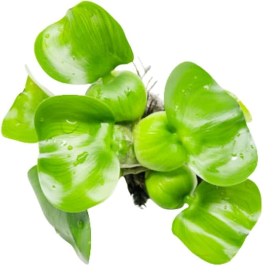 Mainam Water Hyacinth Eichhornia Crassipes Tropical Freshwater Live Aquarium Plant Decorations (1 Pack)