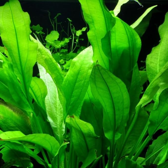 3 X Amazon Sword Bare Root | Echinodorus grisebachii 'Bleherae' + 1 Bonus Plant (Tropical Live Aquarium Plants) 2-Day Arrival