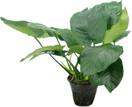 | Anubias Barteri VAR. Barteri XXL Mother Pot Easy Live Aquarium Plant for Medium to Large Tank Beginner
