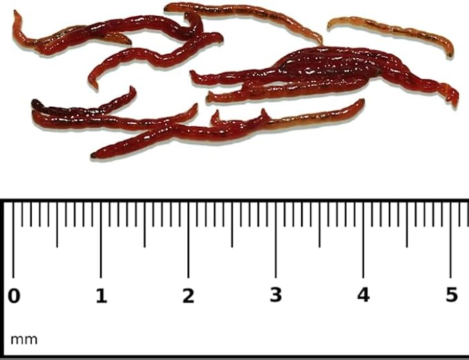 Tropical Marine Centre Gamma Frozen Food Bloodworm Blister Pack Fish Food, 570 Grams, Pack of 6