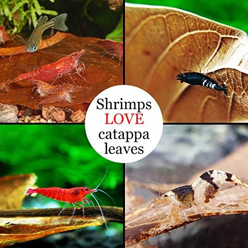 JOR Water Conditioner Leaves for Freshwater Betta & Shrimp Aquarium, Leaf Lowers Tank's pH, Helps in Successful Breeding (Catappa, Medium x 12)