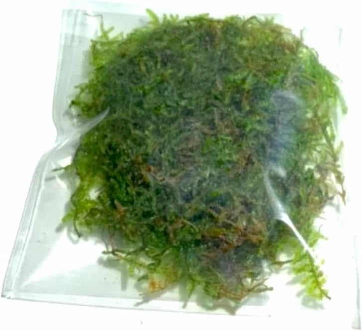 Christmas Moss Vesicularia Montagnei Live Freshwater Aquarium Plants Buy 2 Get 1