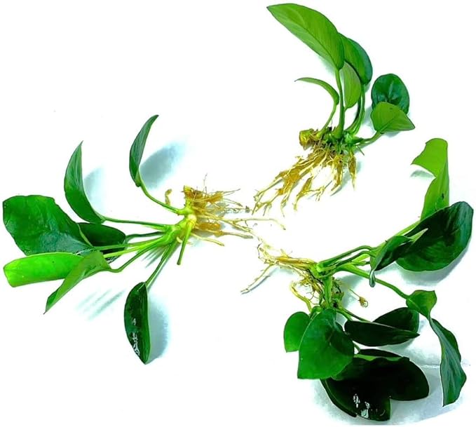 3 Aquatic Plants Bundle | Live Plants for Freshwater Aquariums (3 X Anubias VAR Nana Plants)