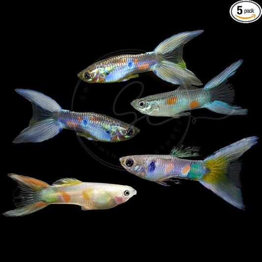 Swimming Creatures™ 5 Lyretail Male Guppies (Poecilia reticulata) Live Freshwater Aquarium Fish (Size Approx. 1")