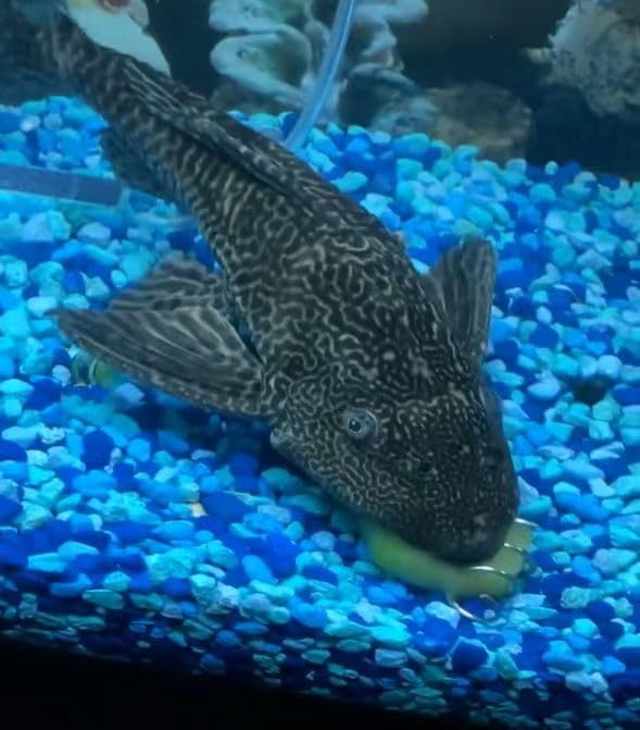 Vegetable Feeder for Aquarium, Suitable for Bottom Feeding Fish/Malawi Cichlids/Przewalski's Catfish/Clown loaches/Snails, etc., submerged Design, 3 Packs