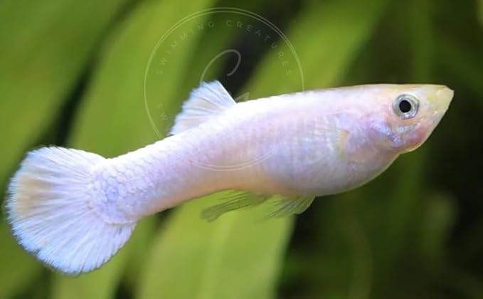 Swimming Creatures™ Tropical Live Guppy Freshwater Aquarium Fish (5 Platinum White Male Guppy)