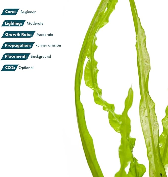 SubstrateSource Cryptocoryne Live Aquarium Plants - Freshwater Plant for Aquariums, Planted Fish Tanks - Beginner Friendly (Balansae, 3 Pots (15-20 Plants))
