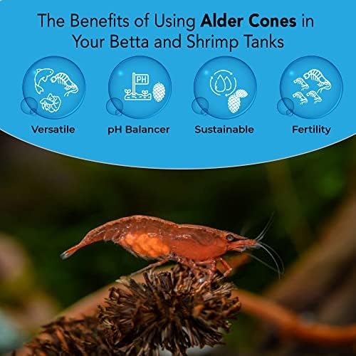 JOR 30 Pack Alder Pine Cones, Aquarium Decor Benefits Shrimp and Tropical Fish, Lower pH, Softens Water, Foraging Chew Treat for Parrots & Guinea Pig