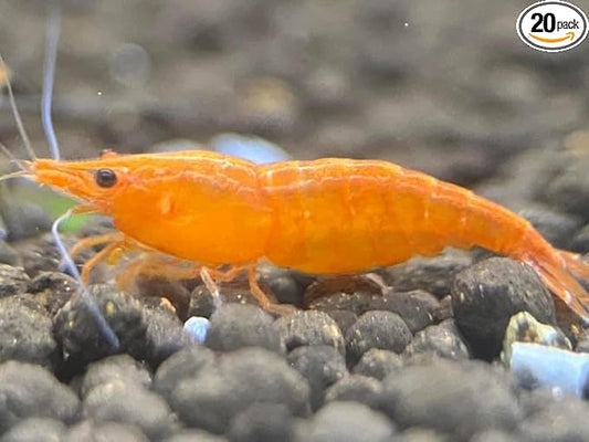 Las Vegas Exotic Fish™ 20 High Grade Orange Sunkist Shrimps Neocaridina Live Freshwater Shrimp Aquarium Inverts (Live Guarantee or Replacemnt is Free) Free Plant