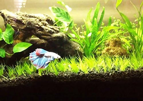 Dwarf Hairgrass Live Aquarium Plants Tissue Culture Cup Freshwater Fish Tank Decorations