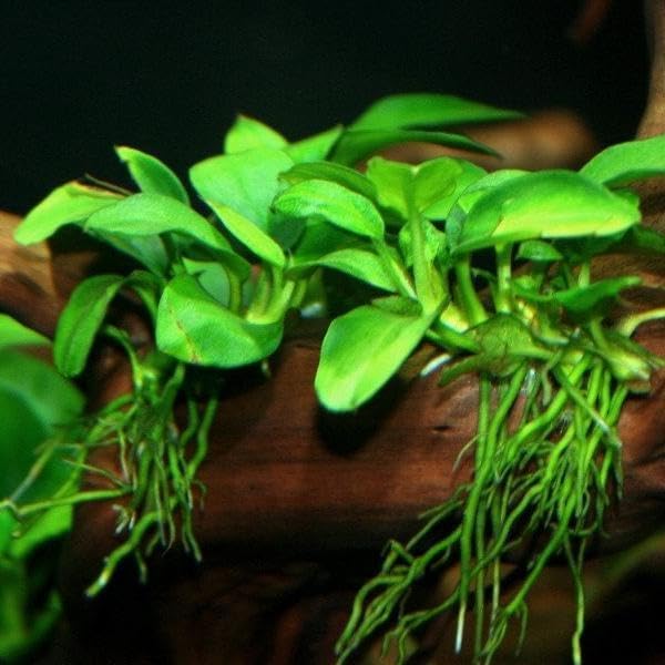 Marcus Fish Tanks - Anubias Nana Petite Anubias Plant Live Aquarium Plants Aquatic Plant Buy 2 Get 1