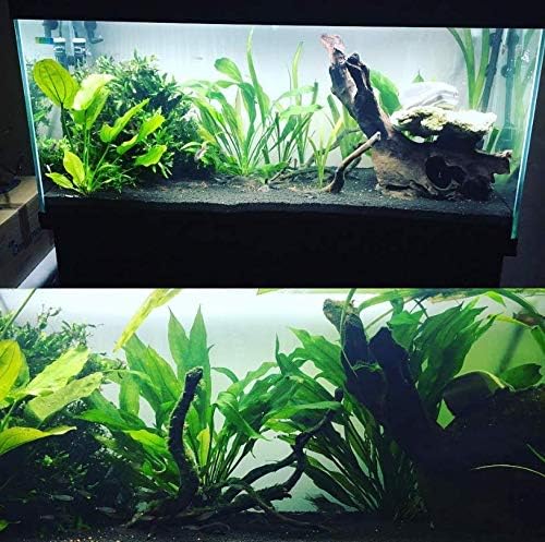 Mainam Echinodorus Amazonicus Amazon Sword Plant Bundle Tall Live Aquarium Plants Freshwater Background Fish Tank Decorations