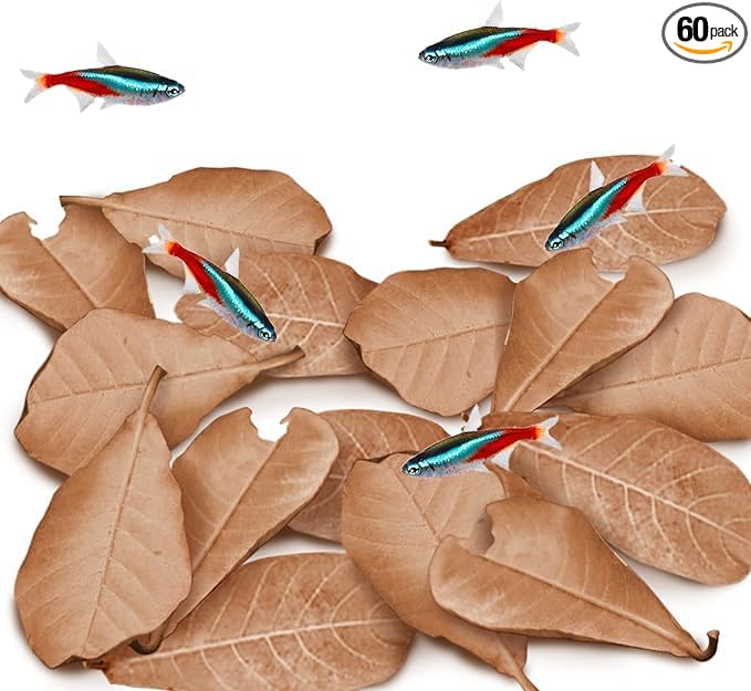 JOR Catappa Indian Almond Leaves for Ammonia Control, Aquarium Water Stabilizer and Treatment, Ideal for Betta Fish, Shrimp, Tetras, Freshwater & Tropical Tanks, 60 Pcs Per Pack