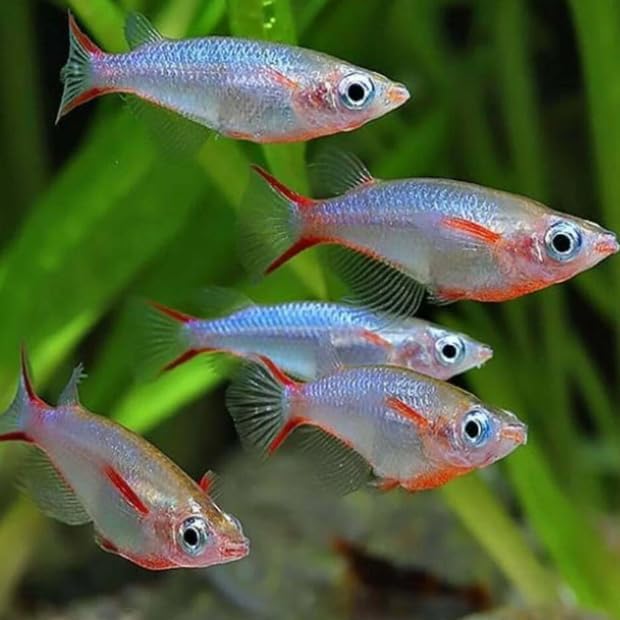 Daisy's Ricefish (Pack of 6 Fish) - Aquarium Exotic Freshwater Live Fish