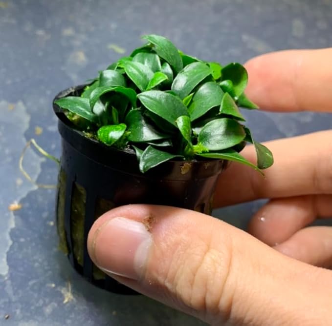 Marcus Fish Tanks Anubias Nana Petite Live Aquarium Plants Potted Freshwater Auatic Plant