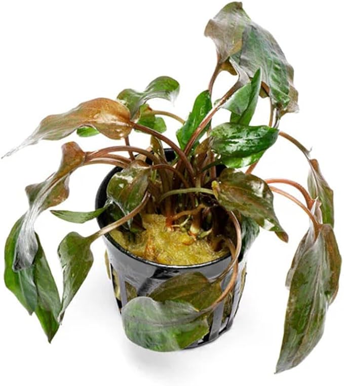 SubstrateSource Live Plants - Cryptocoryne Wendtii 'Florida Sunset' (Cryptocoryne wendtii) - Medium to High Light, Pink-White Accent for Midground Freshwater Aquarium Aquascaping - Pot