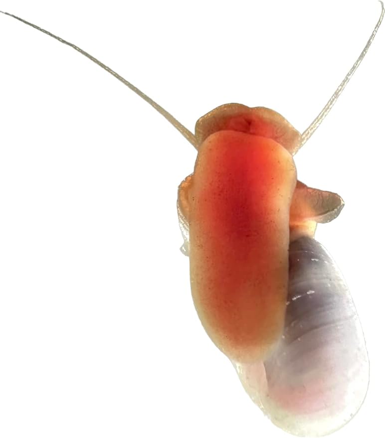 Wpc-Co. Ramshorn Snails - RED Color - Freshwater Aquarium Algae Eater - Ten Juvenile to Adult Ramshorn Snails Assorted Sizes Red Color - Aquarium Cleanup Crew - 10 Aquarium Ramshorn Snails