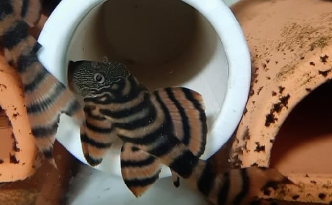 Swimming Creatures™ Pleco Live Freshwater Aquarium Fish (Size Approx 1-2") (1 Alenquer Tiger Pleco (L397))