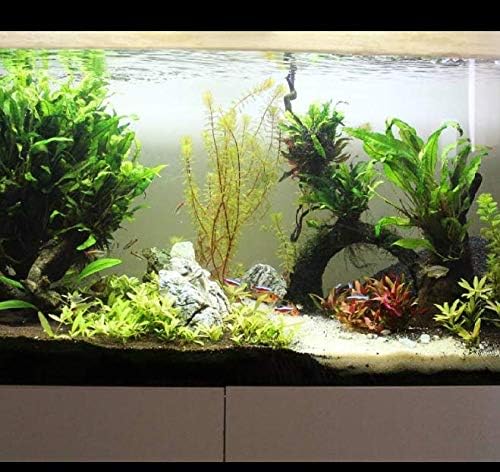 Java Fern Microsorum Pteropus Bundle Low Light Freshwater Easy Tropical Live Aquarium Plant Decorations 3 Days Guarantee by Mainam