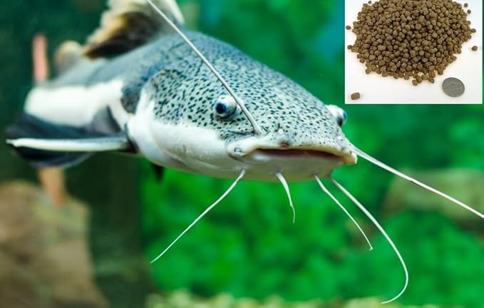 CZ Grain Premium Floating Fish Food Pellets | Pond or Lake Fish Food, Bring Fish to the Surface for Feeding (5 Pounds)