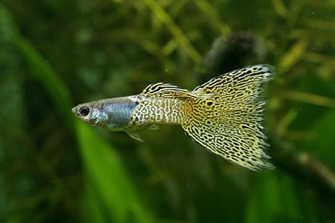 Swimming Creatures™ Tropical Live Guppy Freshwater Aquarium Fish (5 Assorted Cobra Guppy)