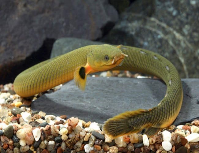 Rope Fish 8–10” – Live Freshwater Aquarium Fish – Unique Long-Bodied Species with Snake-Like Appearance – Peaceful and Hardy Oddball for Community and Planted Tanks
