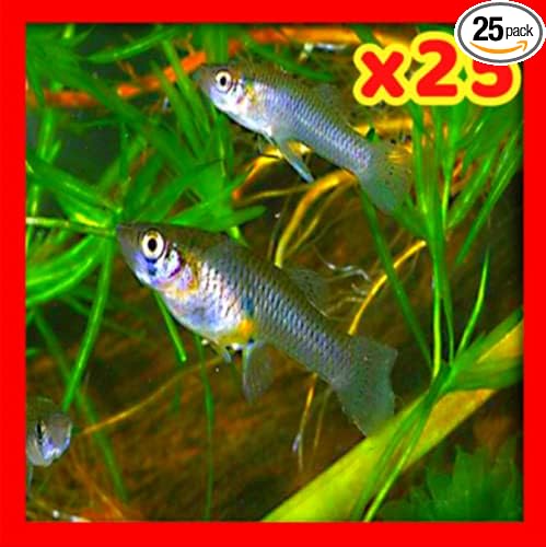 x25 Live Gambusia Mosquito Fish for Aquarium Pond Feeder Food Guppy Pets, Gray, 1-1.5 Inches
