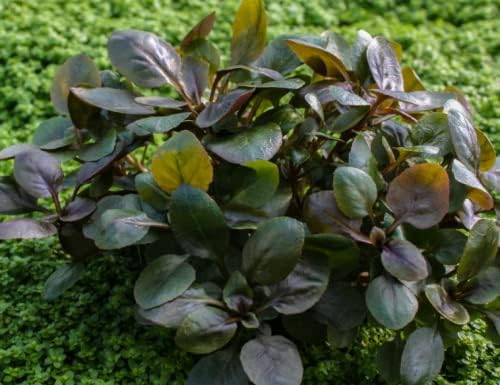 Cardinal Dwarf (Lobelia Cardinalis) Potted Live Freshwater Aquatic Plant