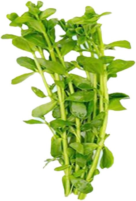 Moneywort Bacopa Monnieri Live Aquarium Plant Stem Bundle Freshwater Easy Beginner Background Plant - Low-Medium Light