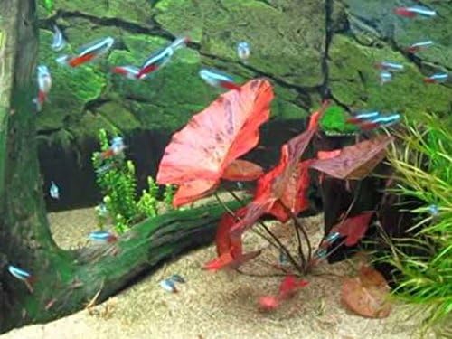 Nymphaea Rubra Bulb Dwarf Water Lily Live Aquarium Plants Decorations 3 Day Live Guaranteed by Mainam