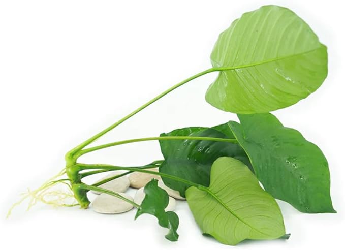 Live Aquarium Plants Bundle – 6 Freshwater Plants for Fish Tanks, Easy Beginner Low Light Aquatic Plant Pack, Mixed Variety