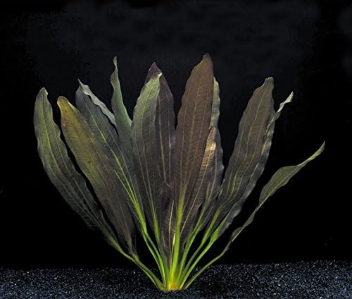 Echinodorus Red Rubin Amazon Sword Bundle Live Aquarium Decorations Aquatic Plants for Fish Tank by Mainam