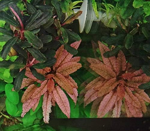(Cryptocoryne Pink Flamingo Mini) Live Aquarium Plants in Tissue Culture Cup Anubias, Cryptocoryne, Bucephalandra, Piptospatha Ridleyi and More 100% Pest Snail and Algae free by Greenpro