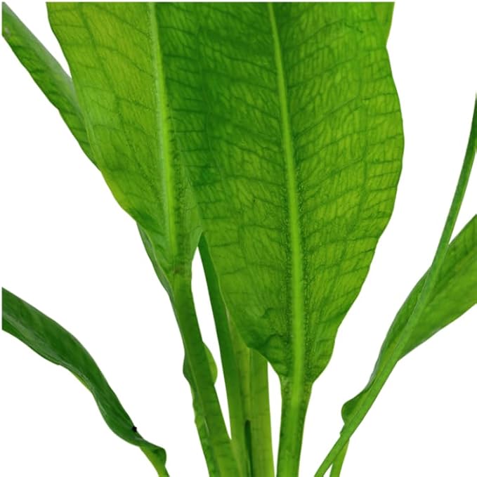 3 X Amazon Sword Bare Root | Echinodorus grisebachii 'Bleherae' + 1 Bonus Plant (Tropical Live Aquarium Plants) 2-Day Arrival