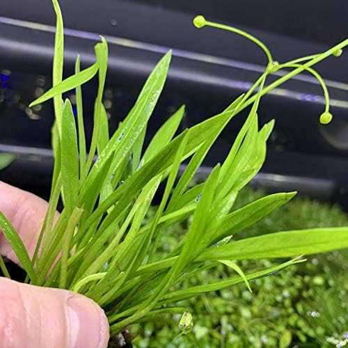 Generic Chain Sword Narrow-Leaf (Echinodorus tennelus) -BUY3GET1FREE-Live Aquarium Plant