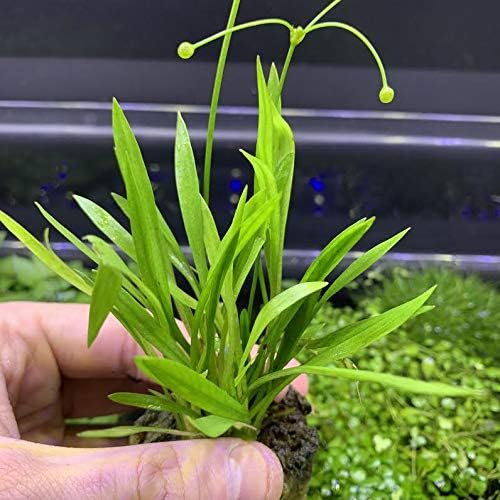 Generic Chain Sword Narrow-Leaf (Echinodorus tennelus) -BUY3GET1FREE-Live Aquarium Plant