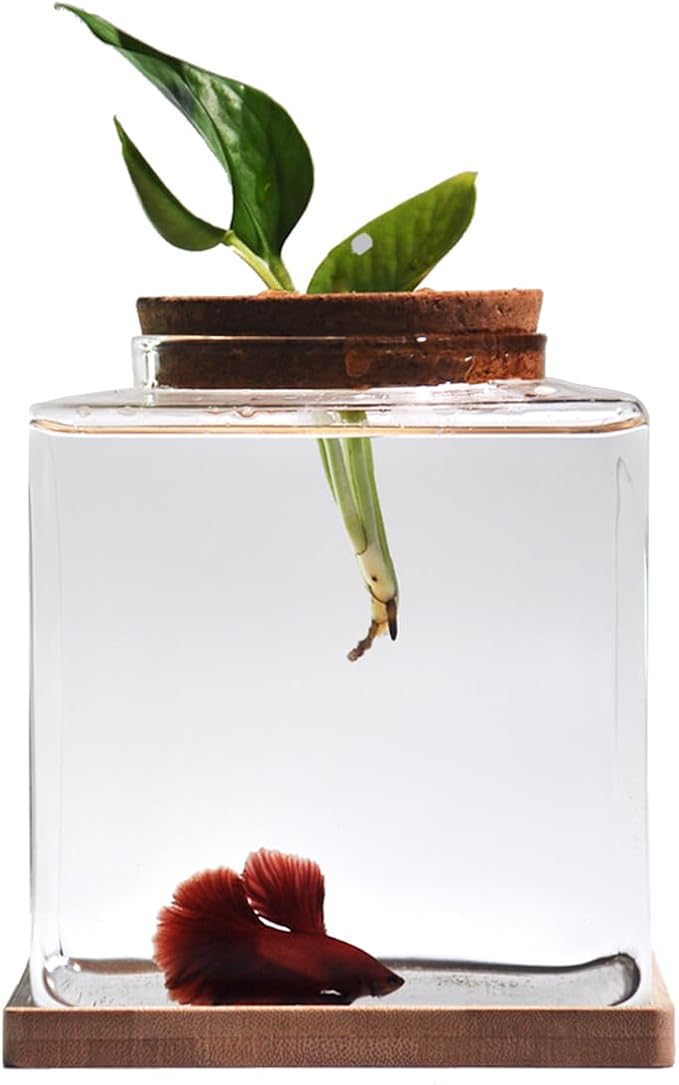 Desktop Betta Fish Tank with Wood Lid and Bamboo Stand Small Fish Bowl Glass for Beta Fish Hydroponic Plant Terrarium Aquarium Starter Kit 0.5 Gallon
