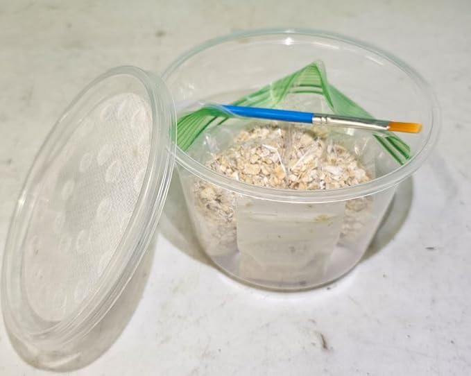 The Frog House Live Microworm Culture Kit Freshwater Aquarium Fish Food