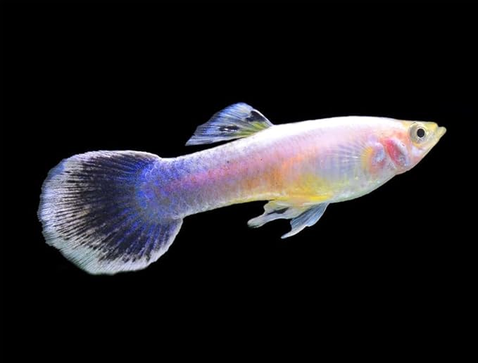Swimming Creatures™ 6 Female Guppy Live Tropical Freshwater Aquarium Fish